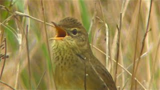 Grasshopper Warbler Cettis Warbler in Englandand other loud stuff [upl. by Tija609]