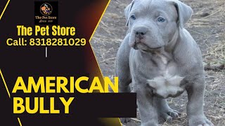 The American Bully Breed Controversy  EXPLAINED [upl. by Atirahc]