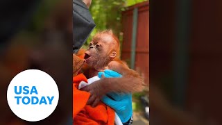 Critically endangered Sumatran orangutan born at Sacramento Zoo  USA TODAY [upl. by Cristoforo]