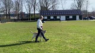 van Meinweg Labradors wandelen zonder trekken 123 [upl. by Prisca]