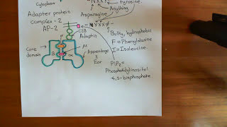 Clathrin Mediated Endocytosis and The Endocytic Pathway Part 2 [upl. by Htial763]