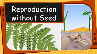 Science  Plant Reproduction without seed  English [upl. by Nahtonoj]