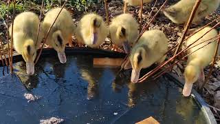 Silver Appleyards Ducklings first swim [upl. by Ettenim]