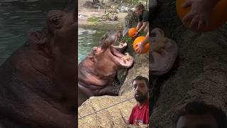 Daryai Ghora met Nashta hippo animals wildlife [upl. by Enovaj]