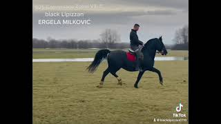 Ergela Milković  Stud of black Lipizzan [upl. by Natam879]