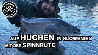 Mit der Spinnrute auf Huchen 🎣❤️ an der Sava Radovljica in Slowenien strklvrs [upl. by Atnuhs]