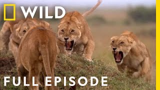 SPECIAL Cat Fight Full Episode  Animal Fight Night [upl. by Bonacci]