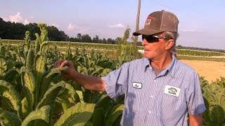 Farmers Continue Struggles with Dicamba [upl. by Nenney115]