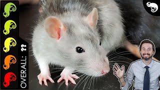 Rat The Best Pet Mammal [upl. by Atiram]