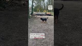 Owner Finds Rottweilers Barking at Balloon [upl. by Ahtilat215]