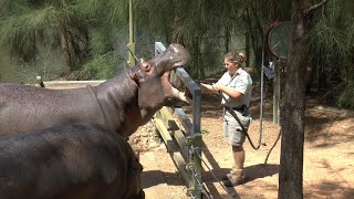 Dubbo Zoo New South Wales Australia [upl. by Lawley450]