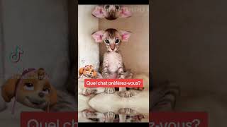 Quel chat préférezvous lavoieanimal chat lesmouleesgagnon inukshuk alimentscrusgrenier [upl. by Qulllon871]