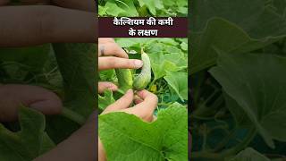 बेल वाली सब्जियाँ टेढ़ी हो जाती हैं micronutrients की कमी की पहचान उपाय सीख लो🥒 micronutrients [upl. by Kavita777]