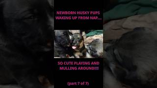 Cute Newborn Puppies HUSKY MIX Updates Waking up from nap mulling around playing Video110SHORTS7 [upl. by Stiruc]