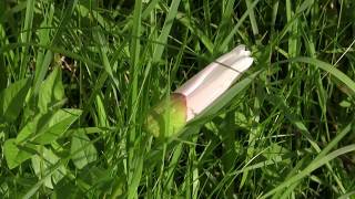 Field Bindweed Convolvulus arvensis [upl. by Uel]