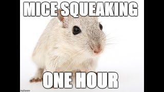 1 Hour mice squeaking  Sound effects [upl. by Letney]