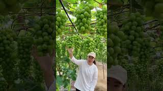 Shine Muscat Grape Seedlings satisfying short [upl. by Edieh]