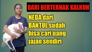 Melihat cara berternak kalkun mb NeDa di bantul [upl. by Yarised]