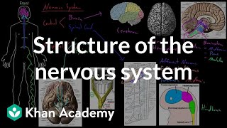 Structure of the nervous system  Organ Systems  MCAT  Khan Academy [upl. by Sidnala689]