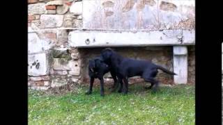 Labrador Retriever Fanworts Bill Robin und Roume vom Kastell Stegraifepach Muffin [upl. by Legge]