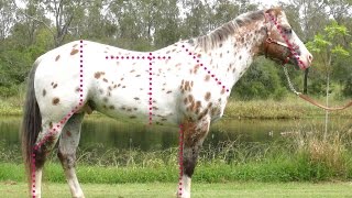 Evaluating the conformation of the Sportaloosa  Appaloosas Knabstruppers appaloosa spotted horses [upl. by Ker]