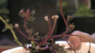 Flower Gardening Tips  How to Grow Moss Rose Portulaca grandiflora [upl. by Syck]