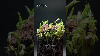 Mung bean sprout  Mung bean germination  TimelapseGarden [upl. by Lam335]