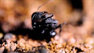 Batalla hormigones negros Camponotus morosus [upl. by Rabelais903]