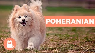 All About the POMERANIAN  Characteristics and Care [upl. by Aiekan]