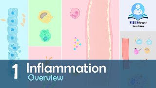 Inflammation Overview [upl. by Ettezyl934]