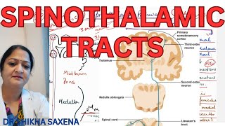 Spinothalamic tracts Anterior and Lateral Spinothalamic Ascending Tracts [upl. by Alaster]