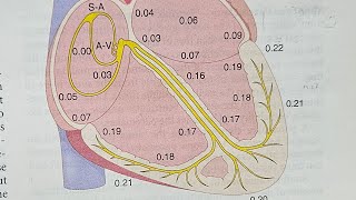 18Pathway of electrical excitation of heart part 2  by droogway  video 18 CVS [upl. by Ennaeed]