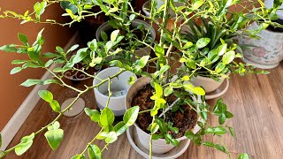 Kaffir lime leave harvesting gardening propogation satisfying plants [upl. by Ahcurb]