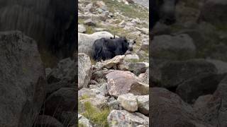 Mountain King Yak youtubeshorts nature travel khaplu [upl. by Adam]