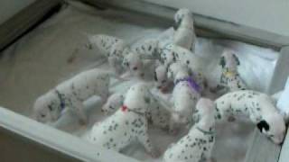 Dalmatian Puppies Eleven of Them 90 shy of 101 Dalmatians [upl. by Garate935]