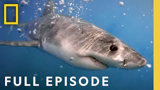 Uncovering the Secret of Great White Sharks Camouflage Full Episode  National Geographic [upl. by Asiaj]