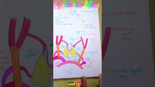 ◀️Notes 😎 HANDWRITTEN THYROID GLAND  shorts anatomy notes [upl. by Mazman]