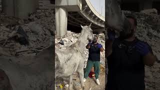 save the horses waiting to starve in the landfill  horse animalrescue lovehorses love help [upl. by Flam]