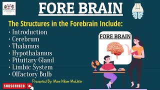 What is Forebrain  Forebrain Parts and Structures in Urdu amp Hindi  By Nilam Mukhtar [upl. by Grani]