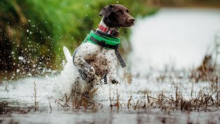 How To Keep Your German Wirehaired Pointer Healthy and Happy [upl. by Ahders246]