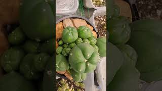 Lophophora Williamsii Peyote quotCaespitosaquotcactus plants gardening spiderfarmerled [upl. by Gabler]