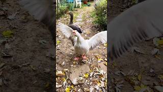 Hissing Goose Charlie Hates Brooms [upl. by Michal]