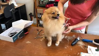 grooming dog at home  how to groom your pomeranian dog [upl. by Enyawal]