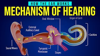 HOW THE EAR WORKS  MECHANISM OF HEARING  Human Ear Structure  Animation [upl. by Ehav]