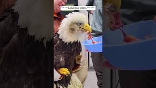 This man bravely rescued a bald eagle from the water eagle birds short [upl. by Helaine]