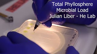 Total phyllosphere microbial load [upl. by Hanselka699]