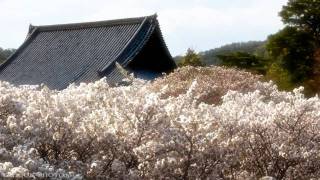 京都春艶 spring colors cherry blossom in Kyoto Japan 桜 新緑 梅 ツツジ [upl. by Elonore591]