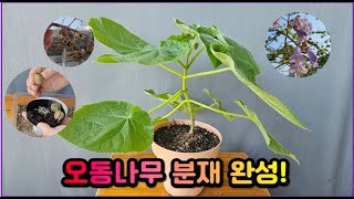 오동나무 씨앗을 화분에 심었더니 폭풍 성장하는 오동나무 전유진숨어우는 바람소리 royal foxglove tree [upl. by Marigolde]