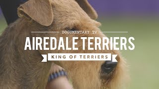 ALL ABOUT AIREDALE TERRIERS KING OF ALL TERRIERS [upl. by Phelgen]