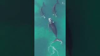 BALLENAS EN PUERTO MADRYN [upl. by Clive]